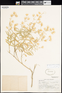 Brickellia venosa image