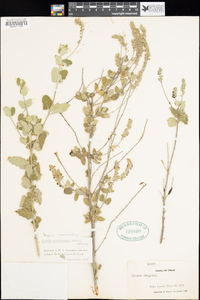 Aloysia macrostachya image