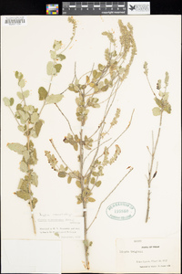 Image of Aloysia macrostachya