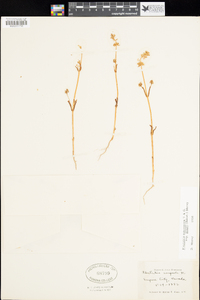 Plectritis macrocera subsp. grayi image