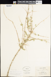 Aloysia wrightii image