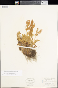 Cryptogramma acrostichoides image