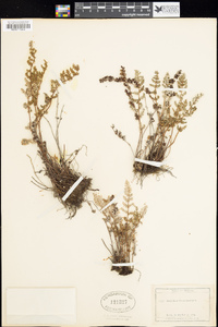 Notholaena grayi image