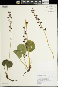 Pyrola asarifolia subsp. asarifolia image