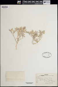 Astragalus aridus image