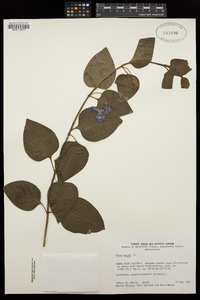 Vinca major image