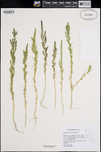 Suaeda calceoliformis image