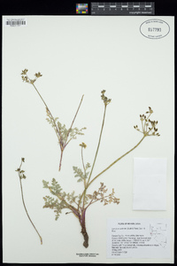 Lomatium austiniae image