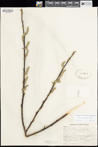 Salix scouleriana image