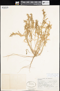 Camissoniopsis micrantha image