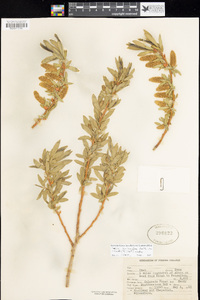 Salix lasiandra image