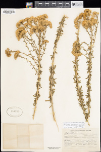 Isocoma menziesii var. vernonioides image