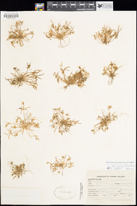 Claytonia parviflora image