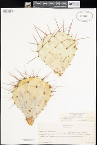 Opuntia phaeacantha image