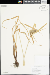 Cyperus eragrostis image