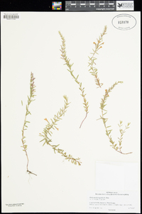 Hedeoma hyssopifolia image