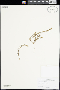 Sclerolaena patenticuspis image