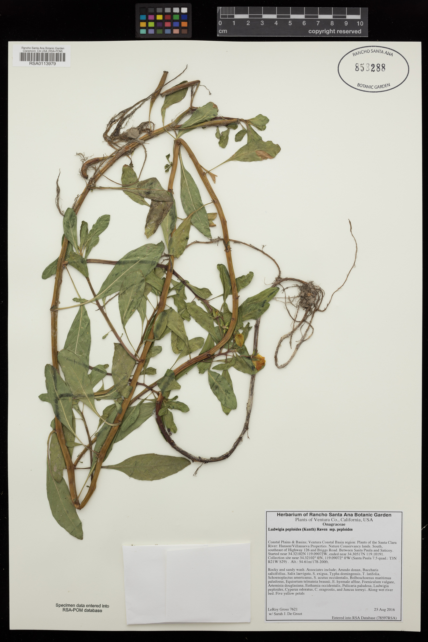 Ludwigia peploides subsp. peploides image