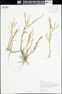 Salicornia ambigua image