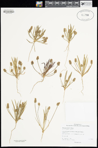 Plantago erecta image