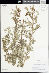 Indigofera jaliscensis image