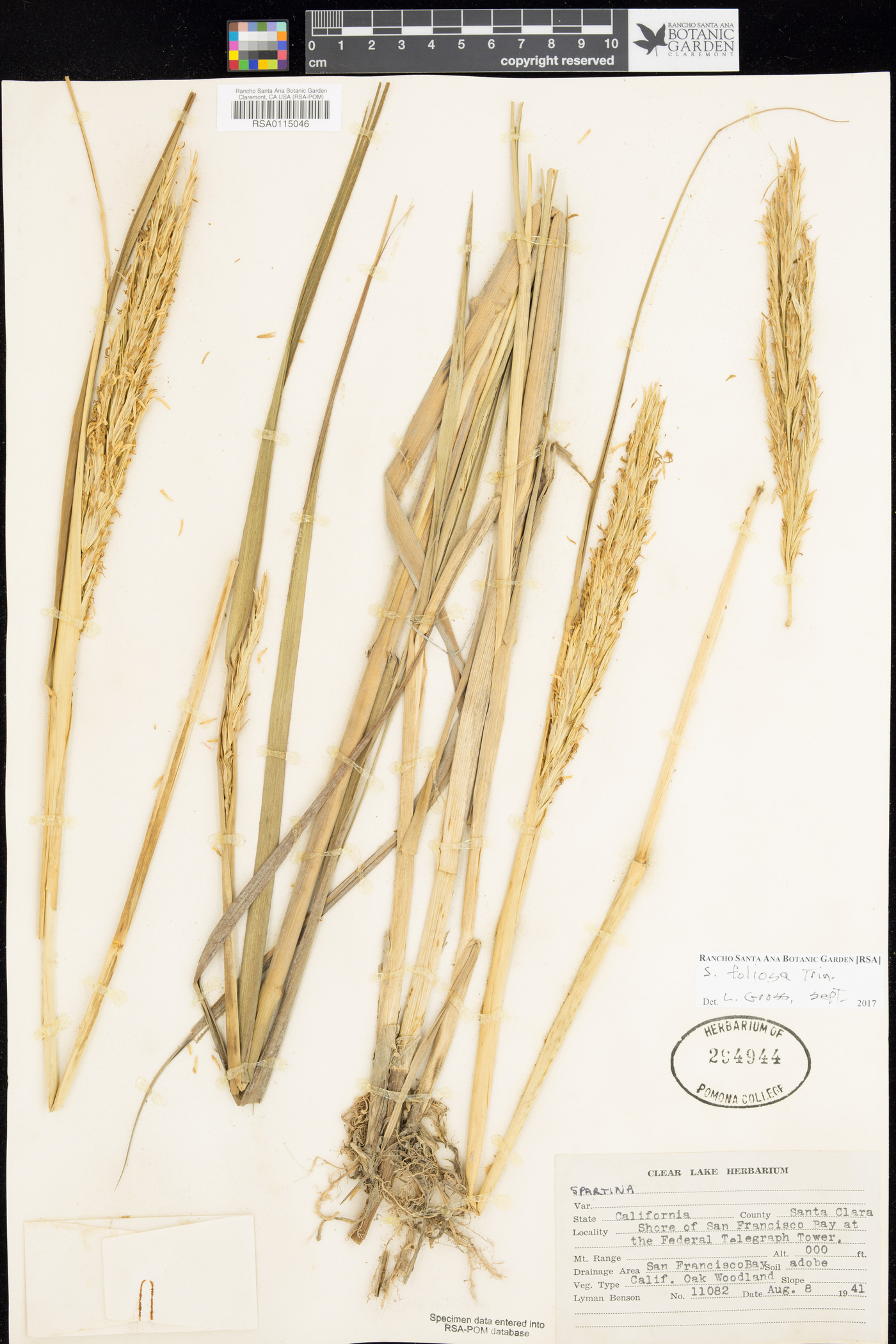 Spartina foliosa image