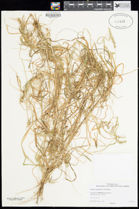 Setaria verticillata image