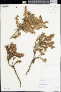 Image of Podocarpus nivalis