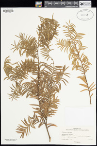 Image of Podocarpus cunninghamii