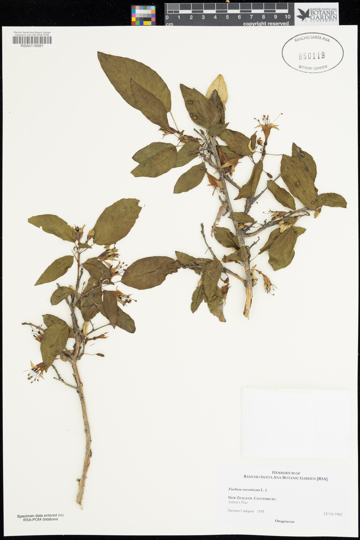Fuchsia excorticata image
