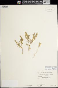 Lepidium strictum image