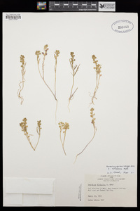 Lepidium nitidum image