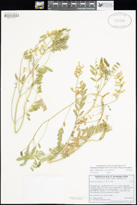 Astragalus douglasii var. douglasii image
