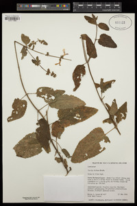 Stachys bullata image