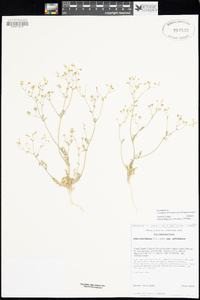 Gilia ochroleuca subsp. ochroleuca image