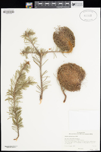 Image of Banksia sphaerocarpa
