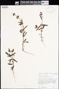 Collinsia concolor image