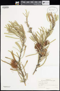 Image of Banksia shuttleworthiana