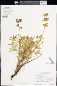 Lupinus excubitus var. hallii image