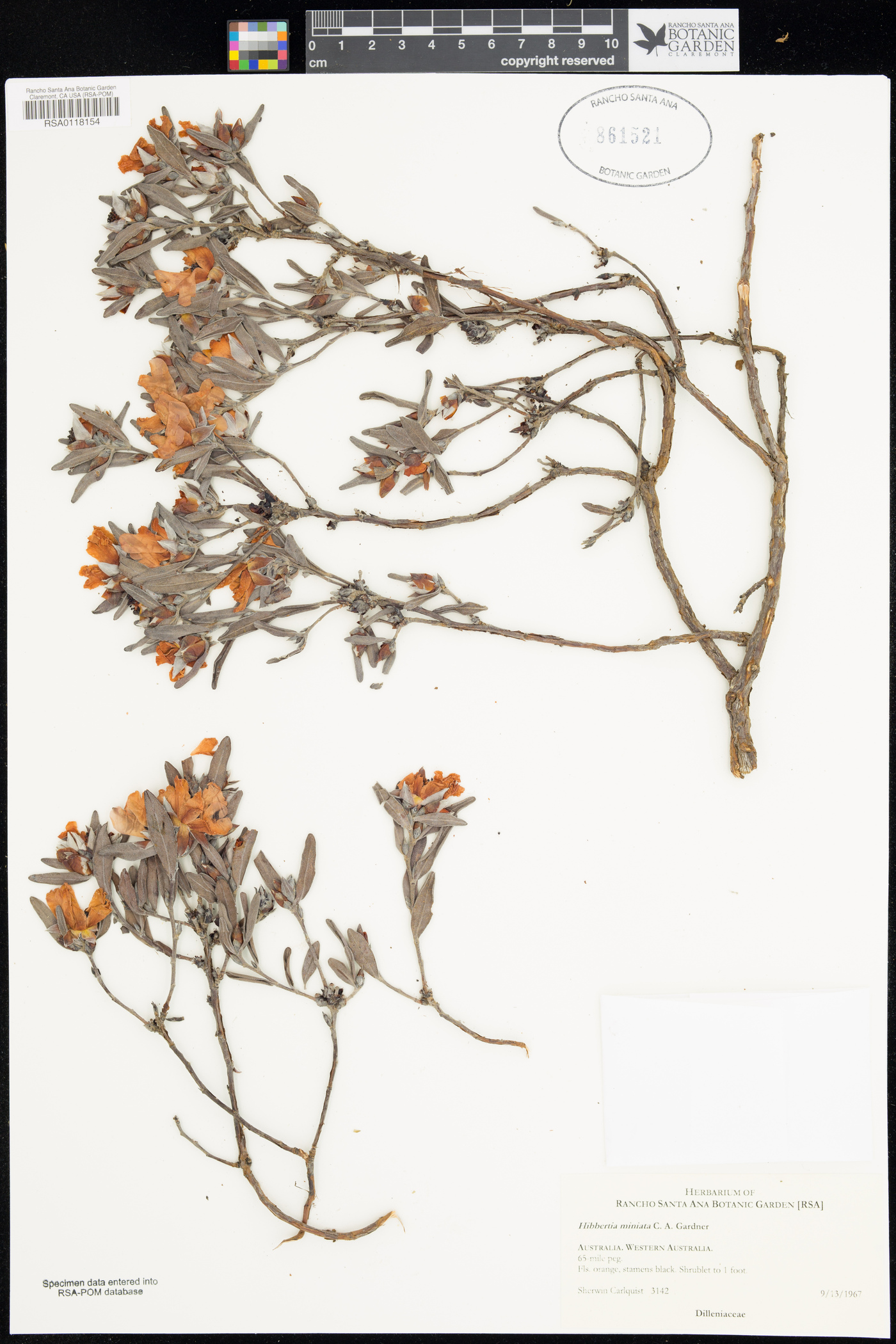 Hibbertia miniata image