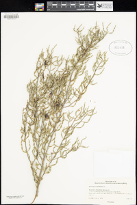 Image of Persoonia trinervis