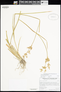 Juncus oxymeris image