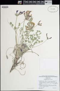 Astragalus layneae image