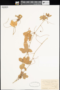 Passiflora ciliata var. hibiscifolia image