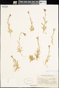 Campanula parryi image