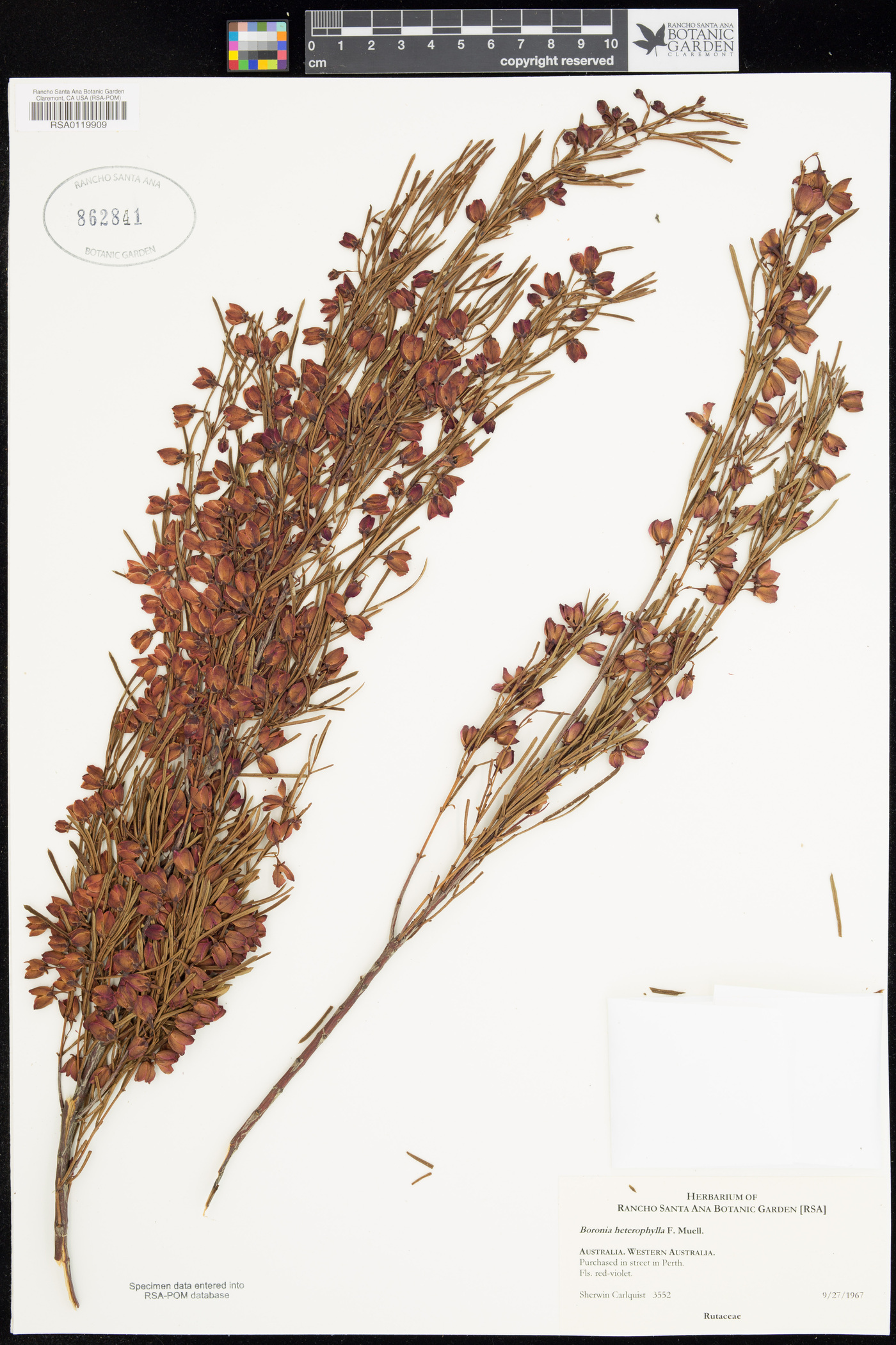Boronia heterophylla image