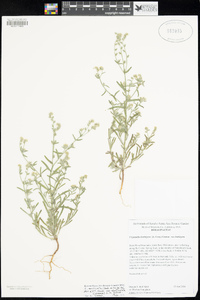 Cryptantha muricata var. denticulata image