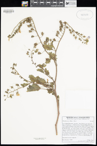 Phacelia minor image