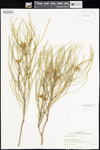 Image of Persoonia teretifolia