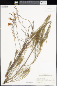 Franklandia fucifolia image
